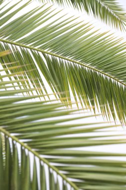 Hurma ağaçlarının yaprakları beyaza bürünmüştür.