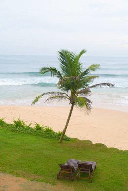 Sri Lanka sahilinde bir palmiye ağacı.