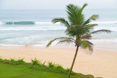 Sri Lanka sahilinde bir palmiye ağacı.