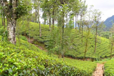 Sri Lanka 'daki çay çiftliği.. 