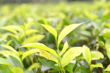 Tarlada çay yaprağı.