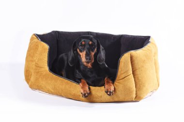 Dachshundlar yumuşak sarı-siyah köpek yuvasında yerde yatarlar. Evcil hayvanlar için ev, köpekler için kişisel alan. 