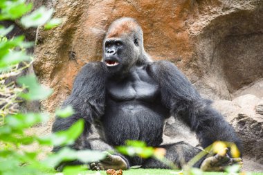 Ormanın derinliklerinde alfa erkek goril