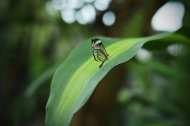 Beautiful Glasswing Butterfly (Greta oto) on a leaf in a summer garden. In the amazone rainforest in South America. Presious Tropical butterfly. White clipart