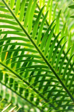 Jardim Monte Sarayı, Funchal, Madeira, Portekiz.