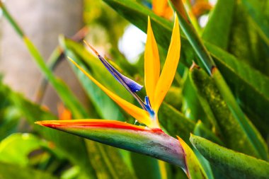 Strelitzia, Jardim Monte Sarayı, Funchal, Madeira, Portekiz.