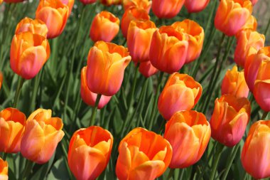 Parlak turuncu laleli çiçek tarhına yakın, Yuri Gagarin tarzı.