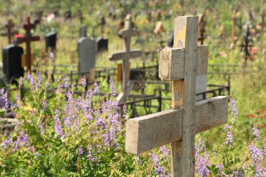 Fazla büyümüş mezarda eski ahşap haç, mor çiçekler, diğer birçok mezar taşı, yaz.