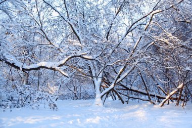 Kışın karlı ağaçlar, karanlık dallar ve karlar üzerinde parlayan güneş.