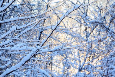 Kışın karlı ağaçlar, karanlık dallar ve buzda parlayan güneş.