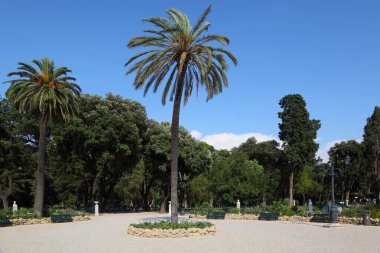 Napolyon Meydanı 'nda büyük, güzel palmiye ağaçları. Roma, İtalya.