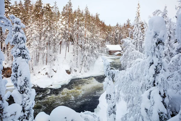 Upea Talvimaisema Lumen Peitossa Oulangan Kansallispuistossa Lapissa — kuvapankkivalokuva