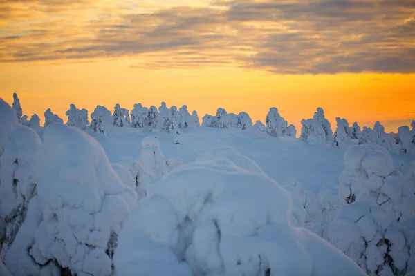 Majestic Ανατολή Κατά Διάρκεια Του Χειμώνα Τοπίο Χιονισμένα Δέντρα Στη — Φωτογραφία Αρχείου