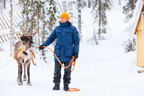 Genç Adam Laponya Finlandiya Kış Ormanlarında Ren Geyikleriyle Yürüyor — Stok fotoğraf