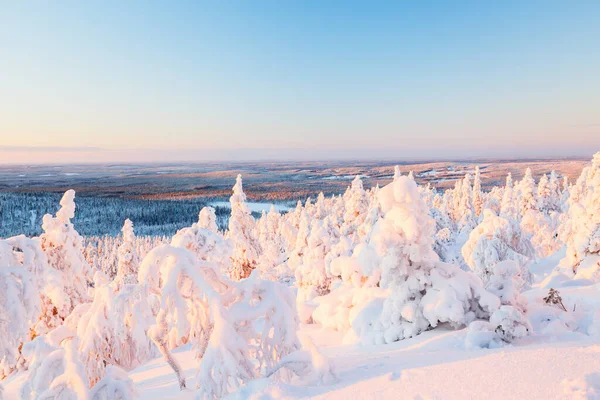 Majestätiskt Vinterskogslandskap Med Snötäckta Träd Lappland — Stockfoto