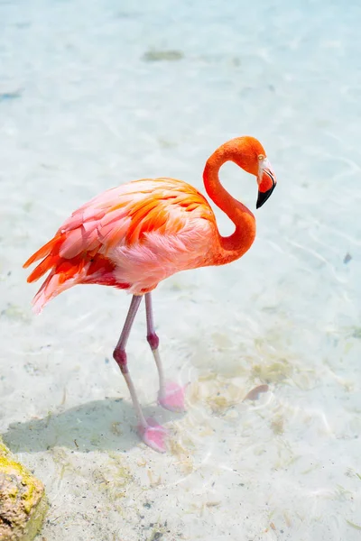 Pink Flamingos Beach Aruba — Stockfoto