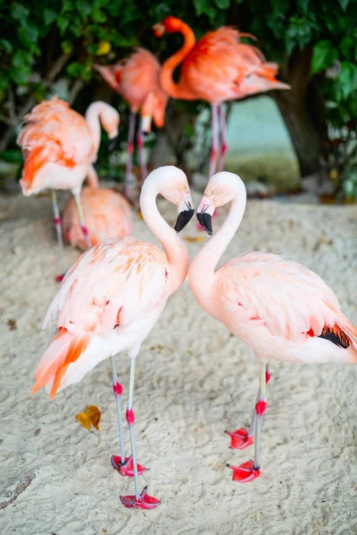 Pink Flamingos Beach Aruba — Stockfoto