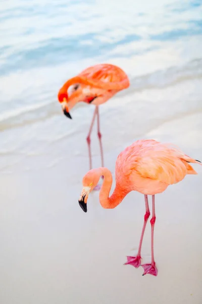 Pink Flamingos Beach Aruba — Stock Photo, Image