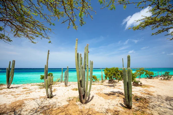 Idílica Playa Tropical Mangel Halto Con Cactus Agua Mar Turquesa — Foto de Stock