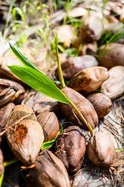 Wiele Kokosów Świeżymi Zielonymi Kiełkami — Zdjęcie stockowe