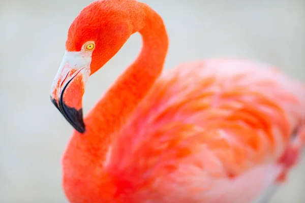 Pink Flamingo Beach Aruba —  Fotos de Stock