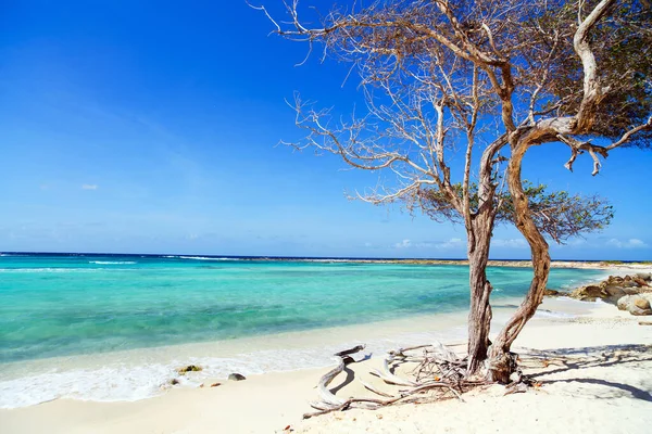 Идиллический Тропический Пляж Белым Песком Бирюзовой Морской Водой Острове Аруба — стоковое фото