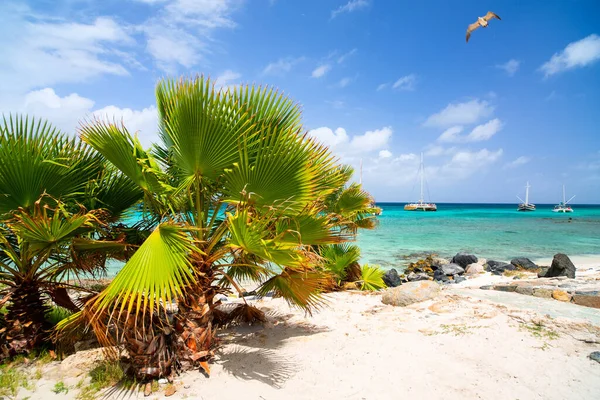 Idyllic Tropical Beach White Sand Turquoise Ocean Water Aruba Island — Stock Photo, Image