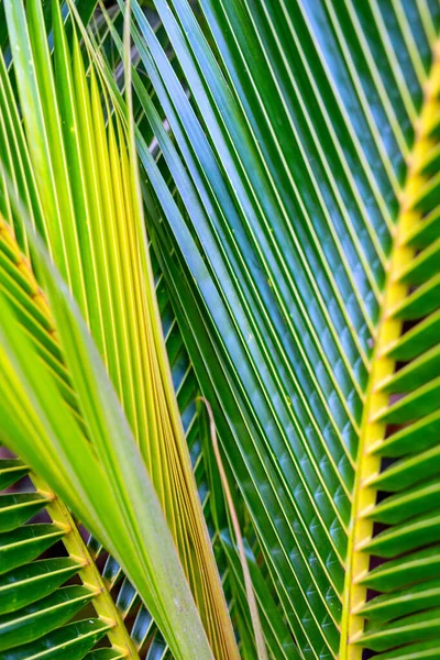 Nature Background Fresh Green Palm Tree Leaves Close — Foto Stock