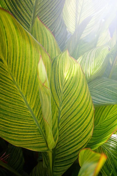 Nature Background Fresh Green Palm Tree Leaves Close — Stock Fotó
