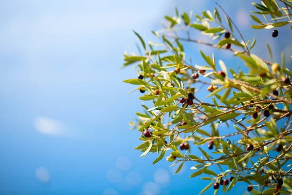 意大利有机农场树上生长的Amalfi橄榄 — 图库照片