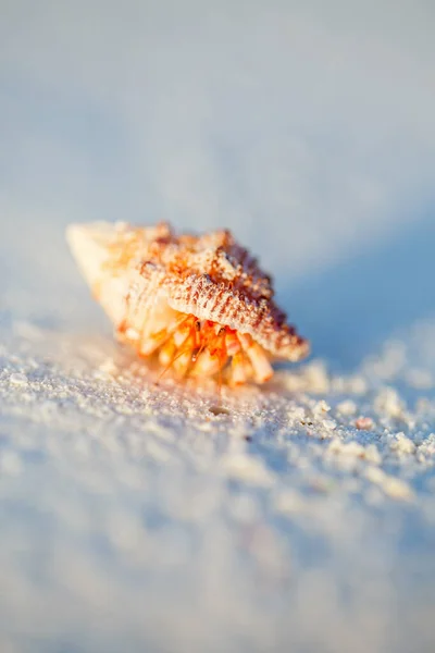 Краб Отшельник Пляже Белым Песком Копировальным Местом Отлично Подходит Рекламы — стоковое фото