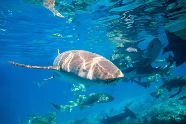 Foto Submarina Tiburones Nodriza Nadando Agua Tropical Clara Maldivas — Foto de Stock