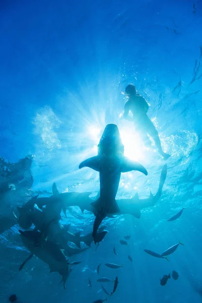 Подводное Фото Молодой Женщины Плавающей Маской Прозрачной Тропической Воде Акулами — стоковое фото