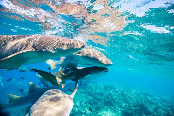 Víz Alatti Fénykép Ápoló Cápákról Amint Tiszta Trópusi Vízben Úsznak — Stock Fotó