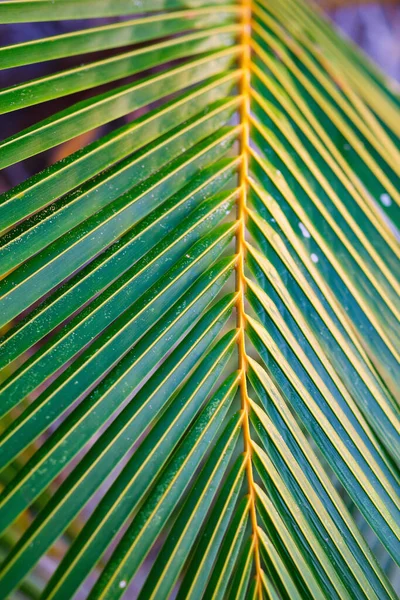 Nature Background Fresh Green Palm Tree Leaves Close — Zdjęcie stockowe