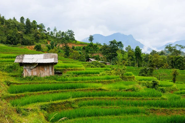 Ohromující Scenérie Hor Rýžových Teras Severním Vietnamu — Stock fotografie