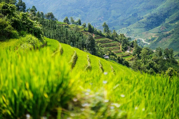 Εκπληκτικό Τοπίο Του Ρυζιού Βεράντες Στο Βόρειο Βιετνάμ — Φωτογραφία Αρχείου
