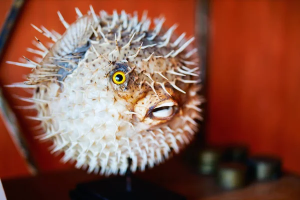 Dried Inflated Puffer Fish Decoration — Stock Photo, Image