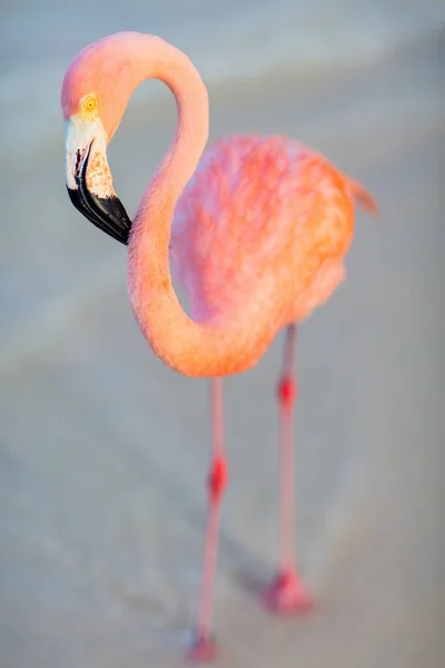 Pink Flamingo Beach Aruba — Stock Photo, Image