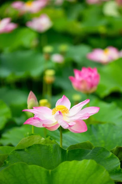 Gölde Güzel Pembe Nilüfer Çiçekleri — Stok fotoğraf