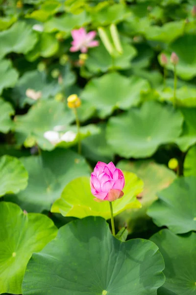 Beautiful Pink Lotus Flowers Lake — Stock Photo, Image