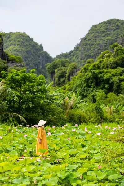 黄色いドレスを着て美しい女性とベトナムの円錐形の帽子は蓮の花で湖に囲まれています — ストック写真