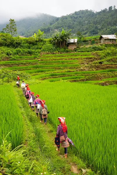 Back View Red Dao Ethnic Minority Women Walking Rice Fields — Stock Photo, Image