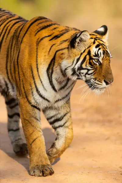 Close Tigre Bengala Real Feminino Parque Nacional Ranthambore Índia Fotografias De Stock Royalty-Free