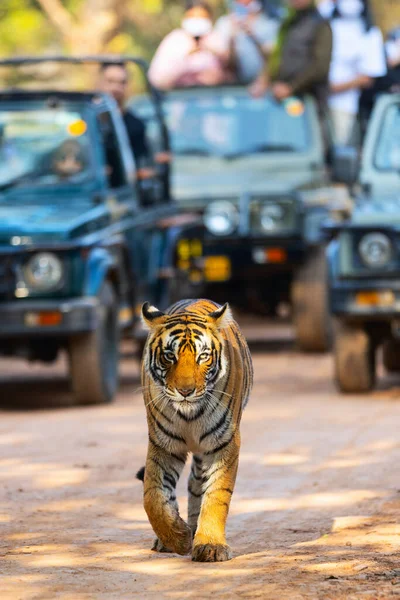 Tigre Real Bengala Fêmea Patrulhando Seu Território Parque Nacional Ranthambore Imagens Royalty-Free