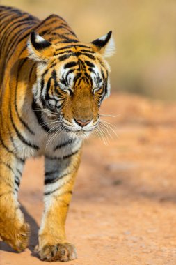 Hindistan 'daki Ranthambore Ulusal Parkı' nda dişi bengal kaplanına yaklaş.