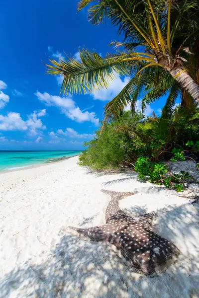 Beautiful Tropical Beach Exotic Island Maldives Stock Picture