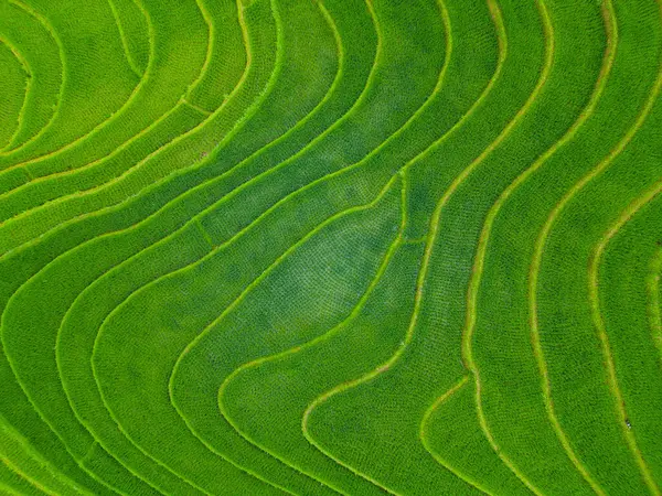 Atemberaubende Landschaft Von Reisterrassen Norden Vietnams lizenzfreie Stockbilder