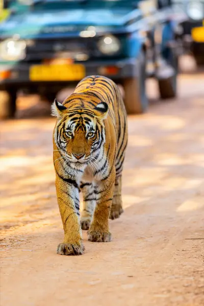 Крупним Планом Жіночий Королівський Бенгальський Тигр Національному Парку Рантамбор Індії Стокове Зображення