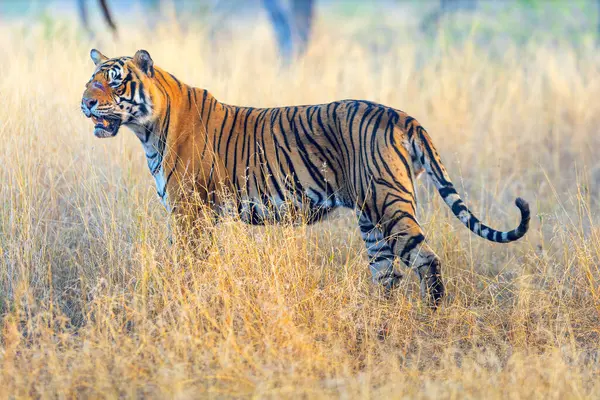 Tigre Bengala Real Masculino Patrulhando Seu Território Parque Nacional Ranthambore Imagem De Stock